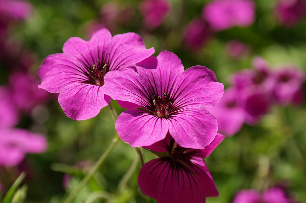 cranesbill-1000_664.jpg