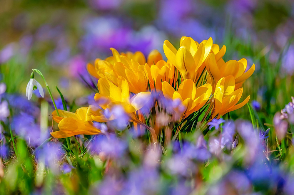 crocus-1000_664.jpg