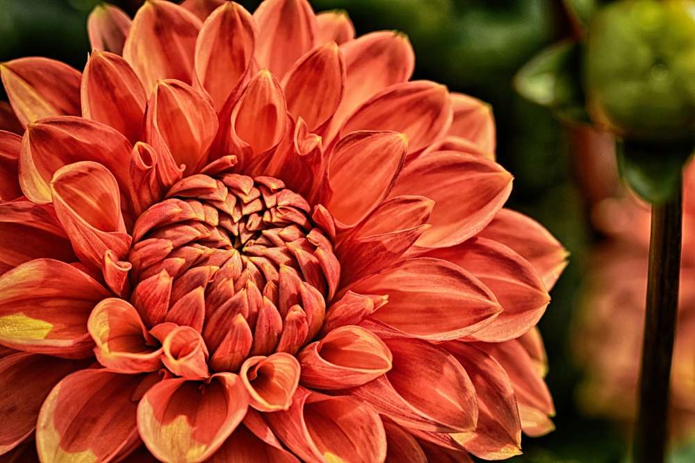 dahlia-3726844_1920.jpg