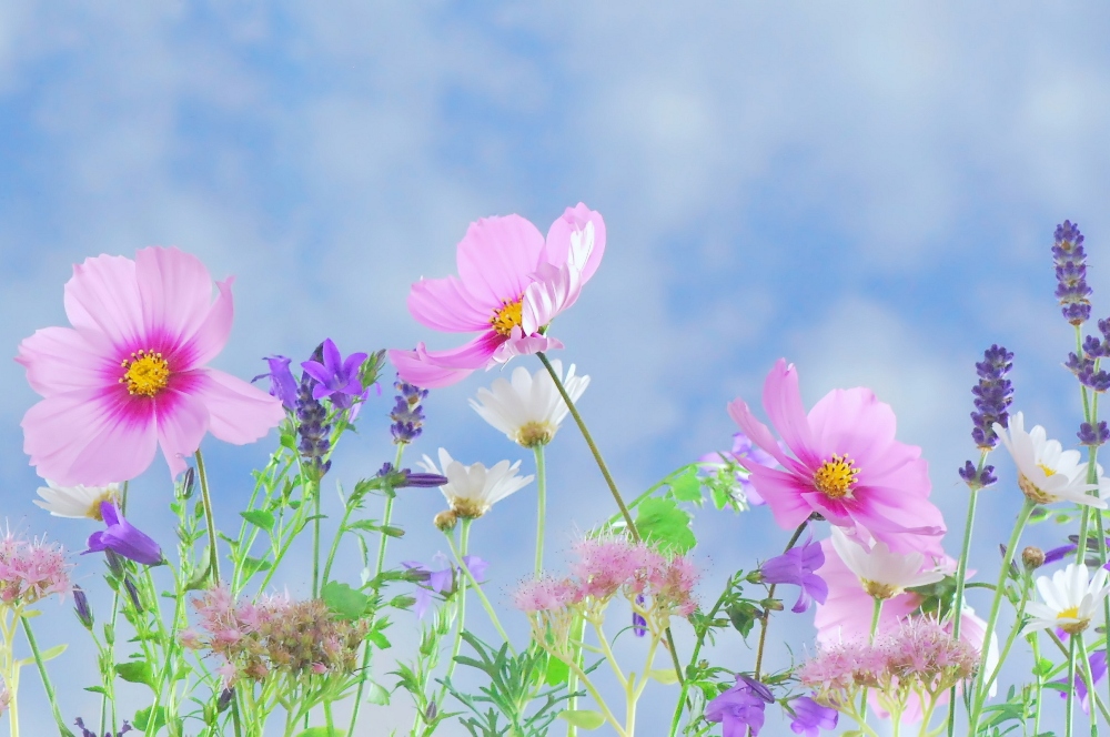 grass-blossom-1000_664px.jpg